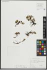Foto von Salix serpyllifolia Scop.